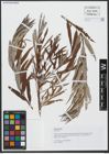 Foto von Salix viminalis L.
